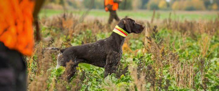 Neue EU-Verordnung zum Schutz von Hunden und Katzen geplant Neue EU-Verordnung zum Schutz von Hunden und Katzen geplant